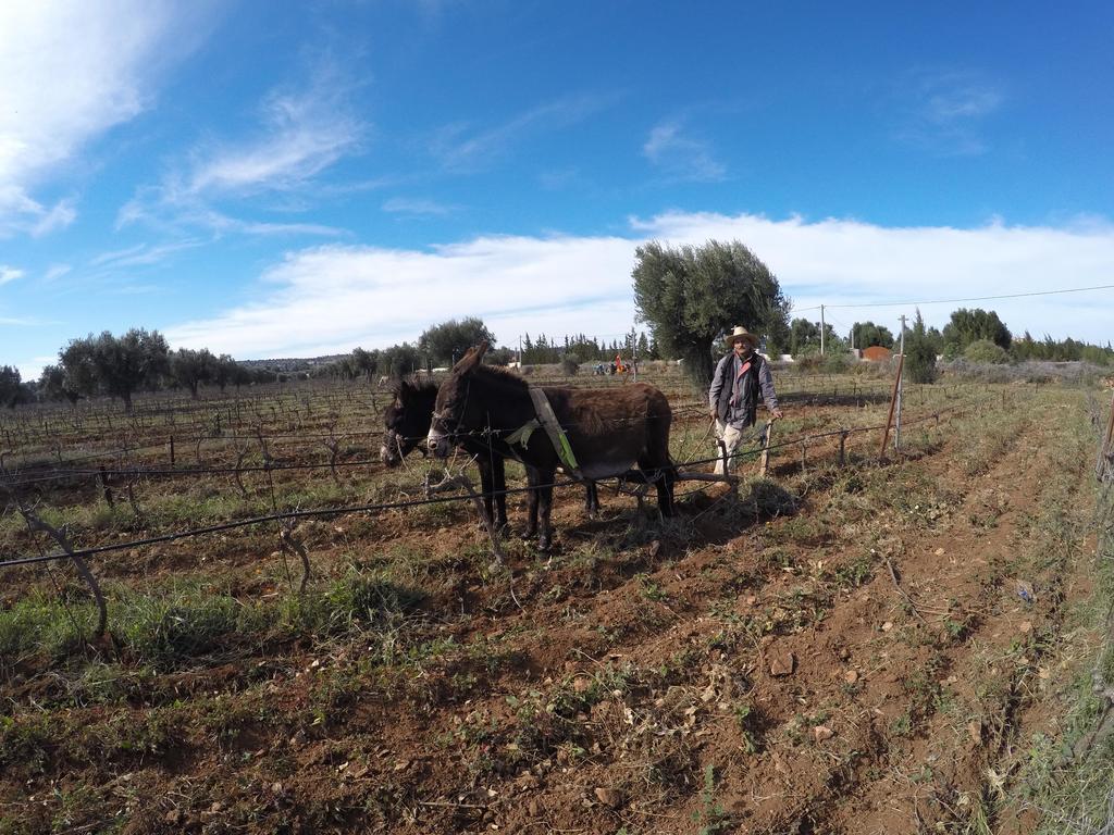 Ryad De Vignes " Le Val D'Argan " Ounara Eksteriør bilde